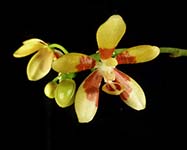 Phal. fuscata